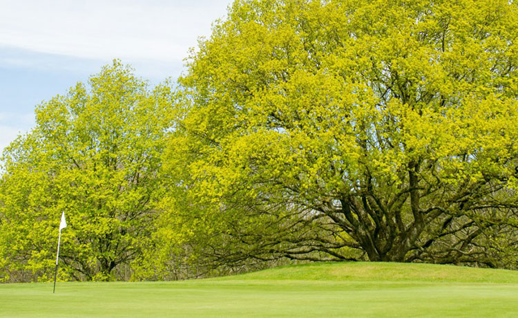 Cowdray Park Golf Club